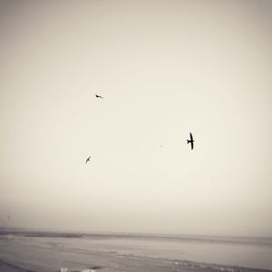 View of birds flying over beach