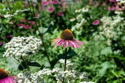 Close-up of purple flowering plant in park