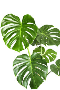 Close-up of fresh green leaves against white background