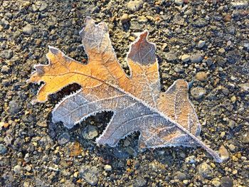 Close-up of leaves on ground