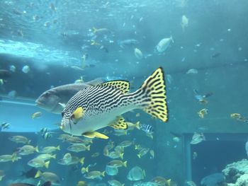 View of fish swimming in sea