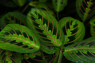 Close-up of green and red leaf in tropical nature garden