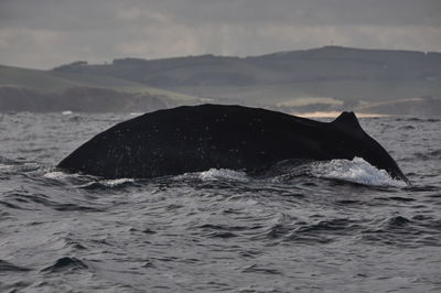 View of fish swimming in sea