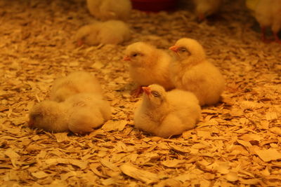 Close-up of ducklings in nest