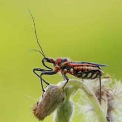 Close-up of insect