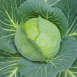 Full frame shot of green leaves