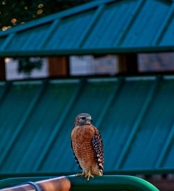 Close-up of eagle perching on roof