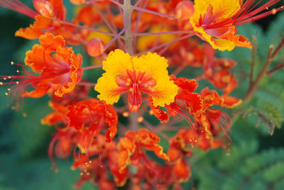 Close-up of orange flowers