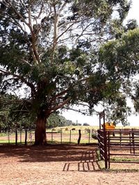 Trees in park against sky