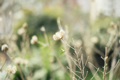 Close-up of flowering plant on field