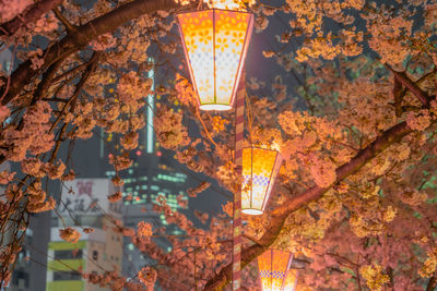 Low angle view of illuminated lanterns hanging on tree