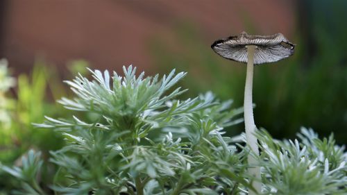 Close-up of mushroom growing on land