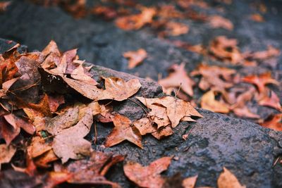 Close-up of dry leaves