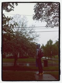 tree