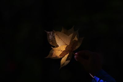 Close-up of hand holding maple leaf against black background
