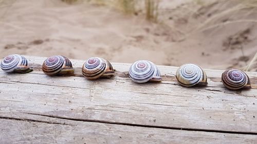 Close-up of snail on wood