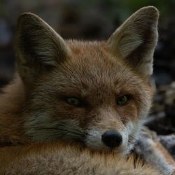 Close-up of fox