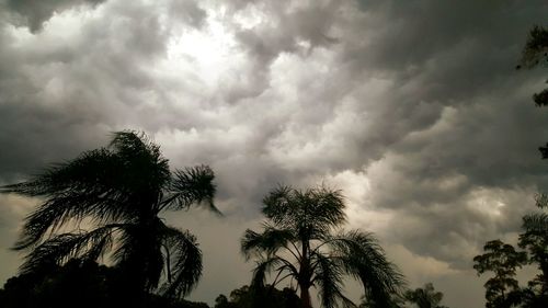 Low angle view of palm trees against cloudy sky