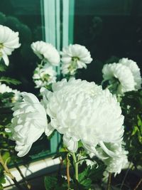 Close-up of white flowering plants in park