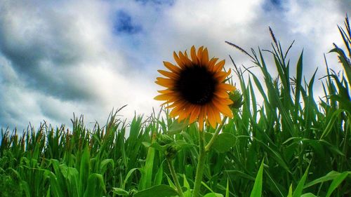 Close-up of flowers blooming on field against sky