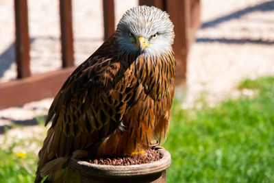 Close-up of bird perching on a field