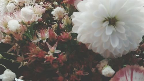 Close-up of pink flowers