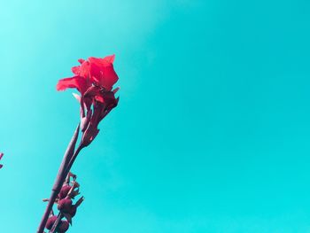 Low angle view of flowers against clear blue sky