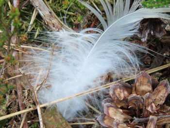 High angle view of feather on dry land