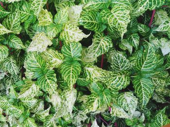 Full frame shot of fresh green plants