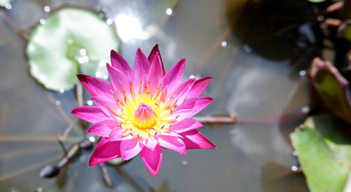 Close-up of pink lotus water lily in pond