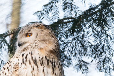 Low angle view of owl perching on branch