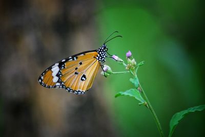 Close-up of butterfly pollinating on flower