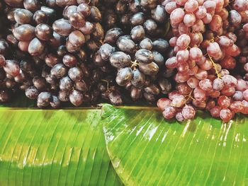 Full frame shot of fruits on leaves