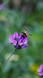 Close-up of bee pollinating on purple flower