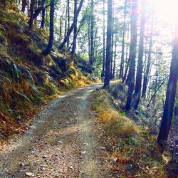 Road amidst trees in forest