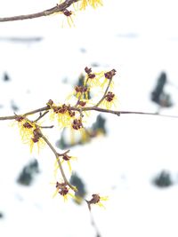 Close-up of flowering plant against sky