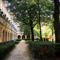 Narrow pathway along trees