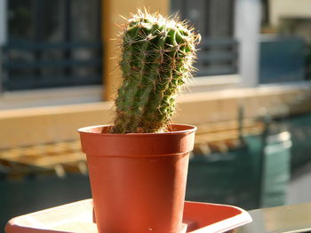 Close-up of succulent plant on table