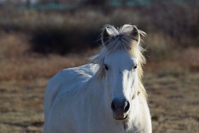 Close-up of white horse on field