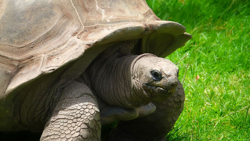 Close-up of a turtle in field