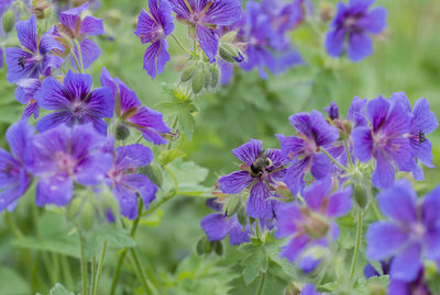 Close-up of purple flowers blooming outdoors