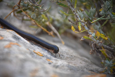 Close-up of millipede on rock