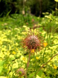 Close-up of flower blooming on field