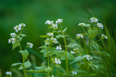 Close-up of white flowering plant