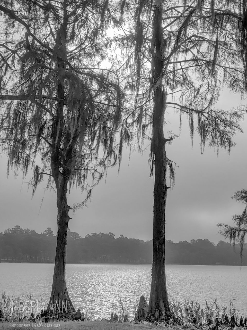 tree, plant, water, tranquility, tranquil scene, beauty in nature, scenics - nature, trunk, tree trunk, nature, sky, growth, day, lake, branch, non-urban scene, no people, land, outdoors