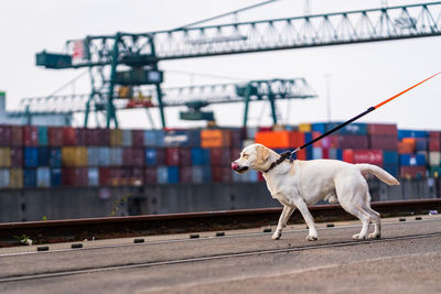 Portrait of a dog in industrial docks, labrador retriever.