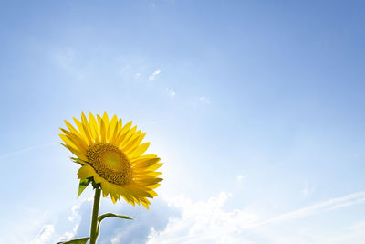 Low angle view of sunflower against sky