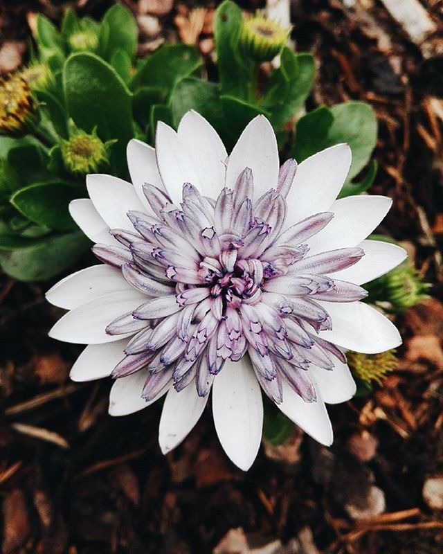 flower, petal, flower head, freshness, fragility, growth, close-up, single flower, focus on foreground, beauty in nature, blooming, white color, high angle view, nature, pollen, plant, in bloom, stamen, day, leaf