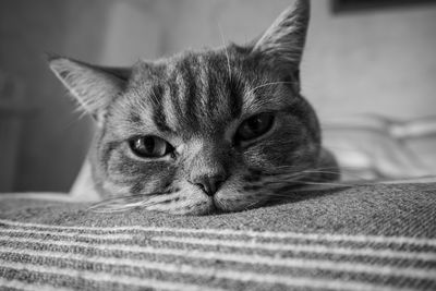 Close-up portrait of a cat