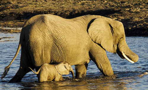 Side view of elephant drinking water in lake